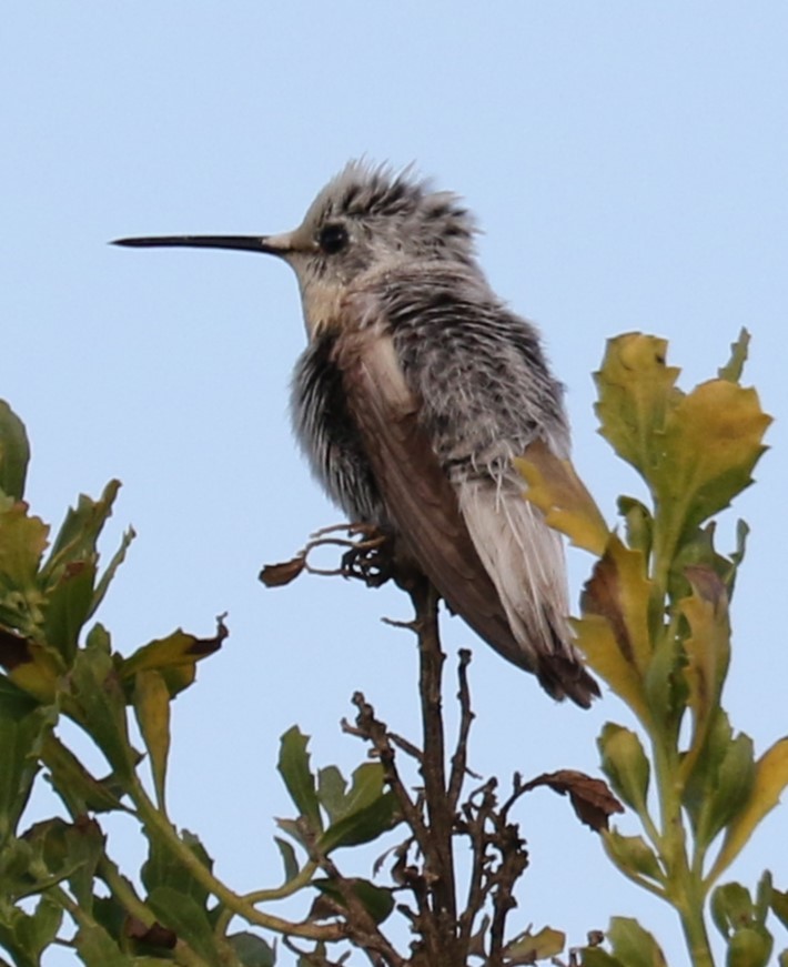 rødmaskekolibri - ML617943160