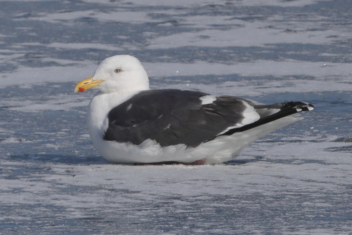 Slaty-backed Gull - Fabio Olmos