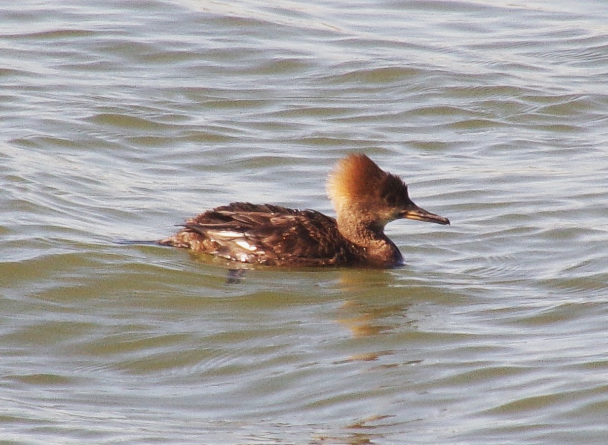 Hooded Merganser - ML617943186