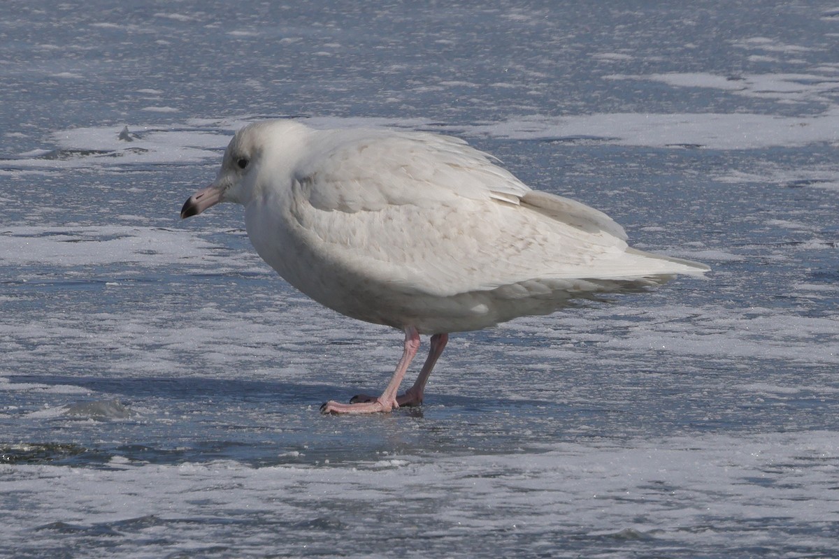 Glaucous Gull - Fabio Olmos