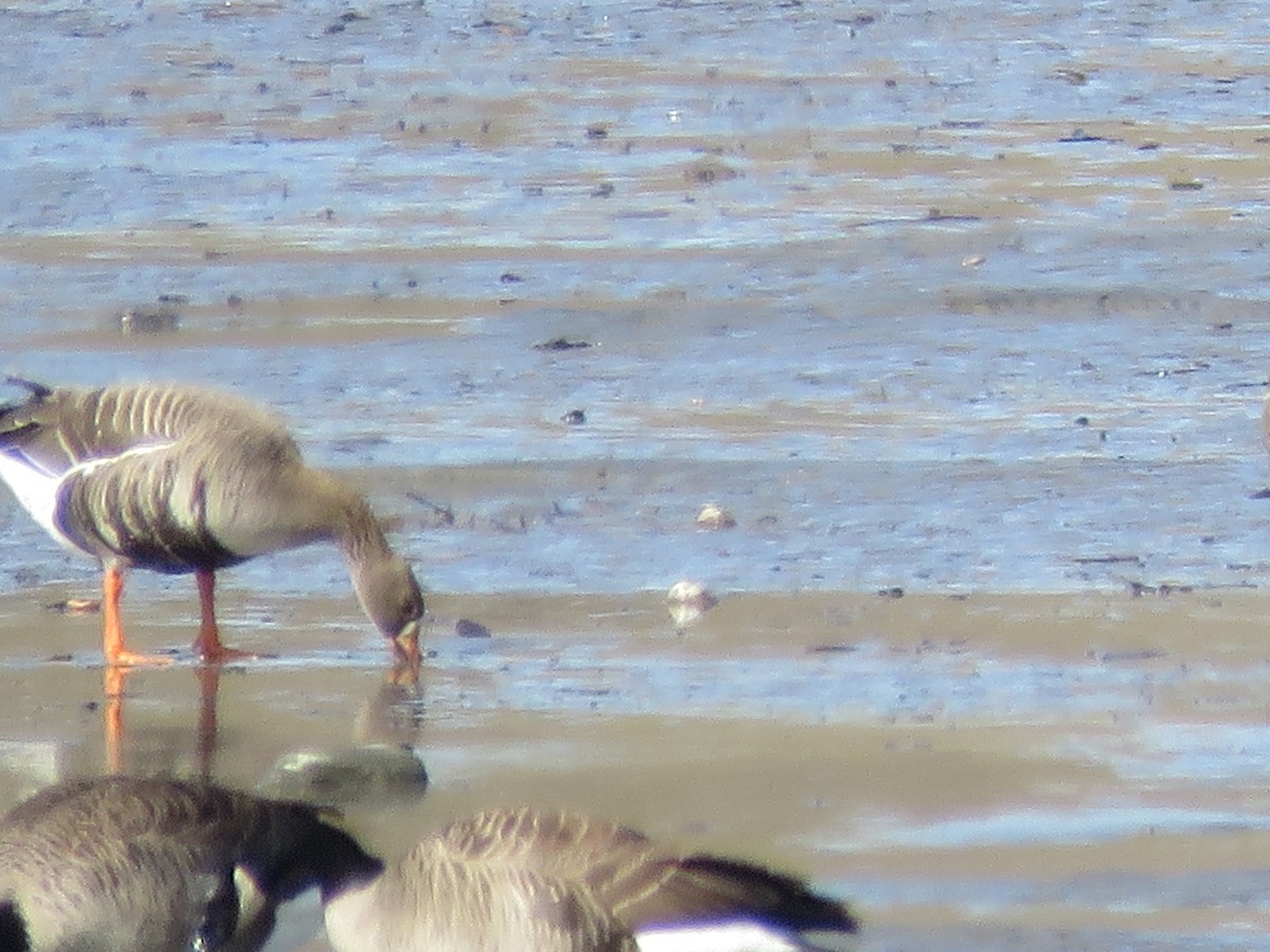 Greater White-fronted Goose - Gaetan Paquet