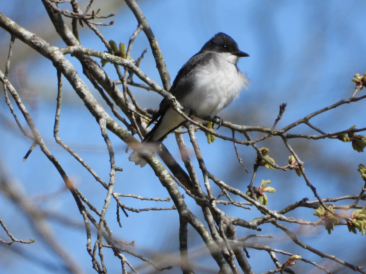 Eastern Kingbird - Jeff Fengler