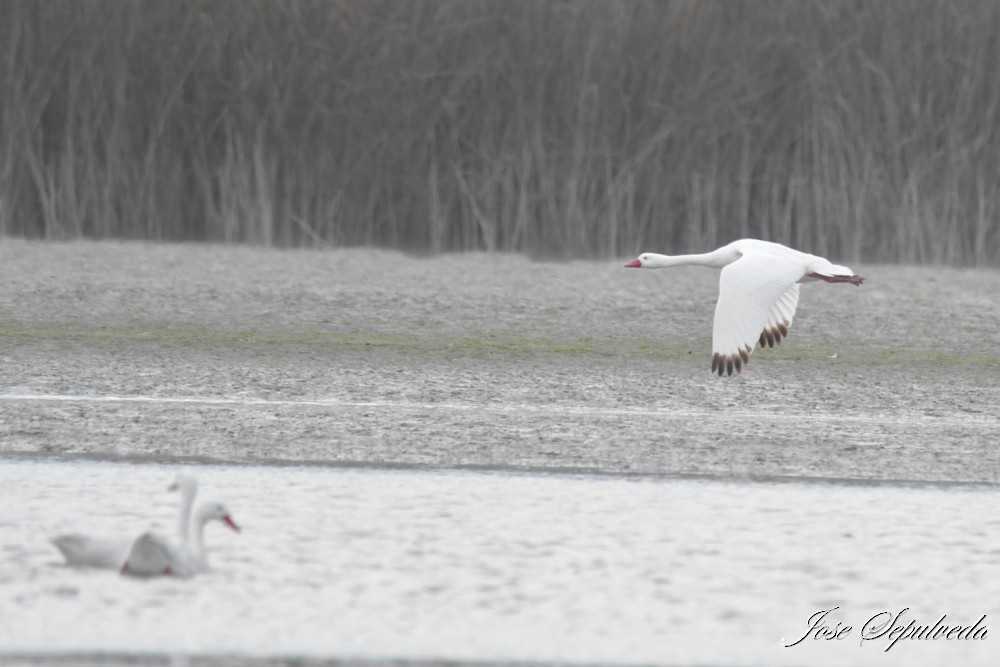 Cisne Coscoroba - ML617943248