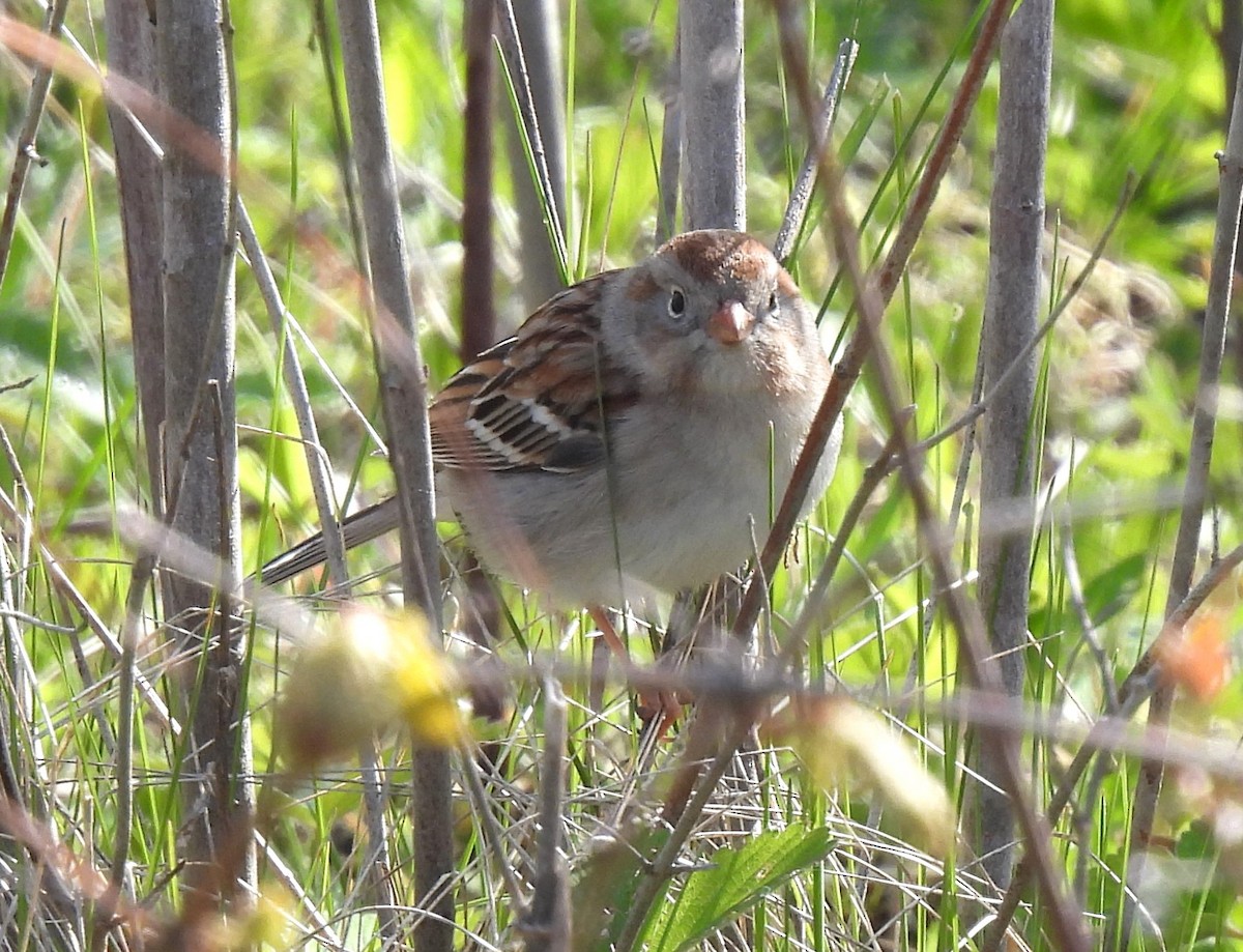 Field Sparrow - ML617943261