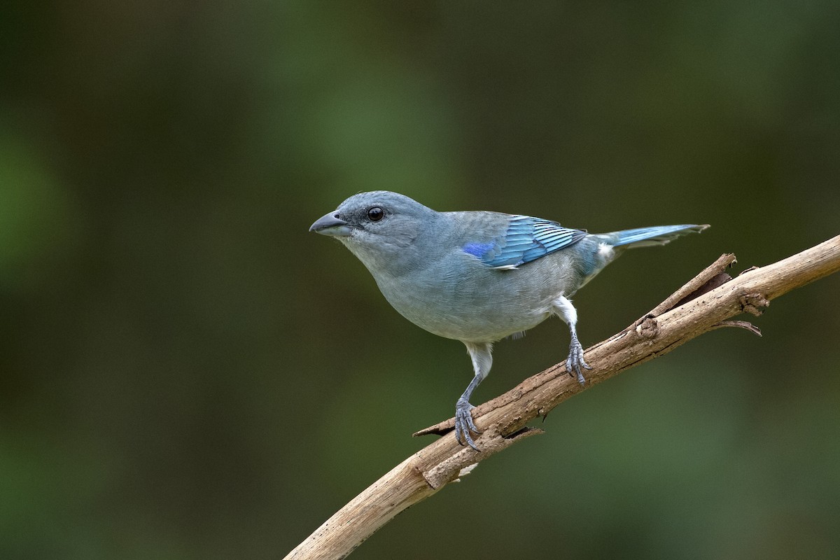 Azure-shouldered Tanager - ML617943275