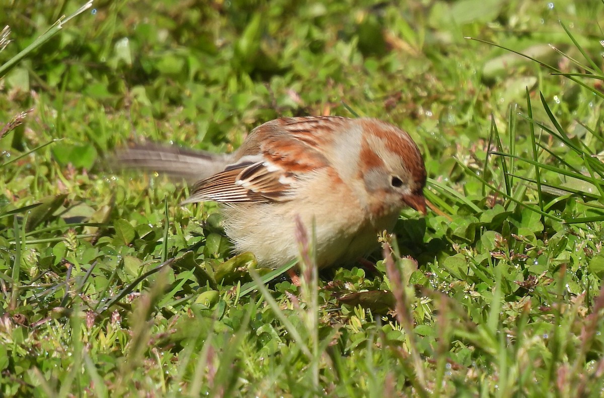 Field Sparrow - ML617943281
