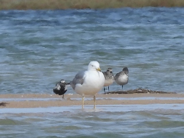 Yellow-legged Gull - Scott Fox