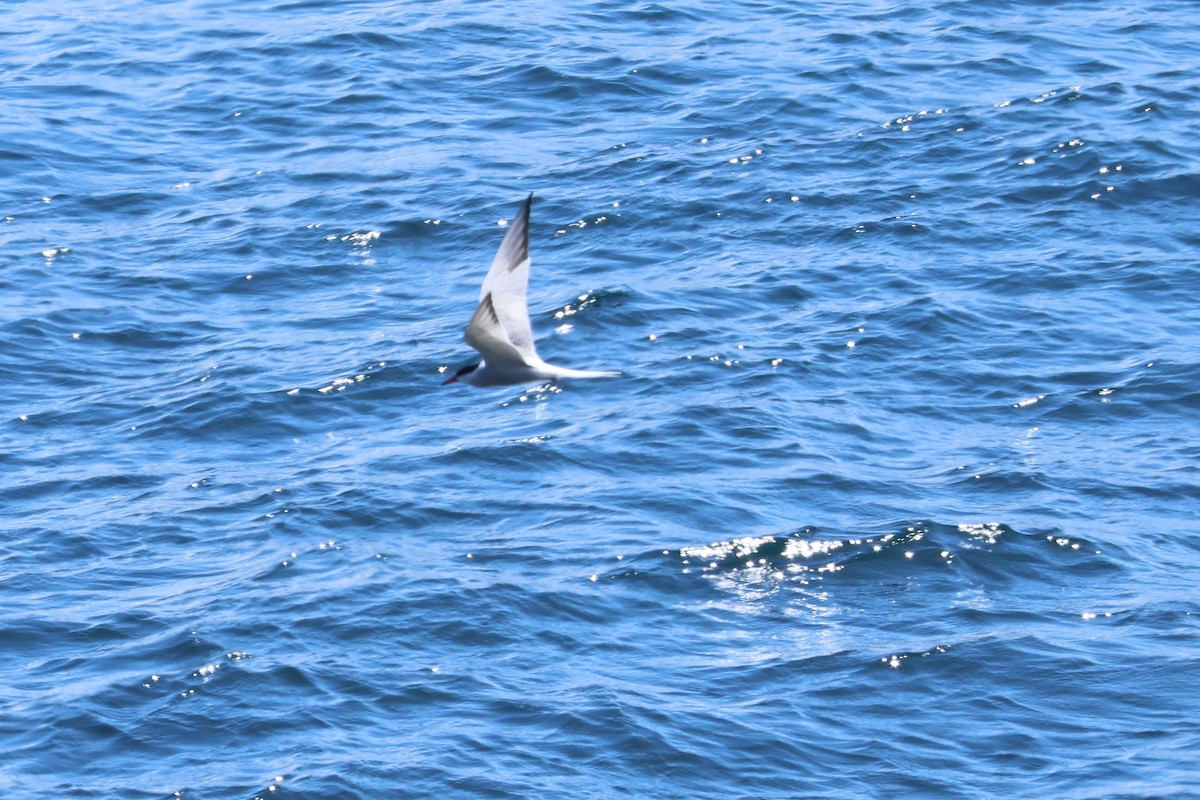 Common Tern - ML617943309