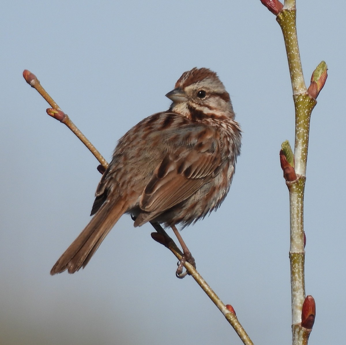 Song Sparrow - ML617943319