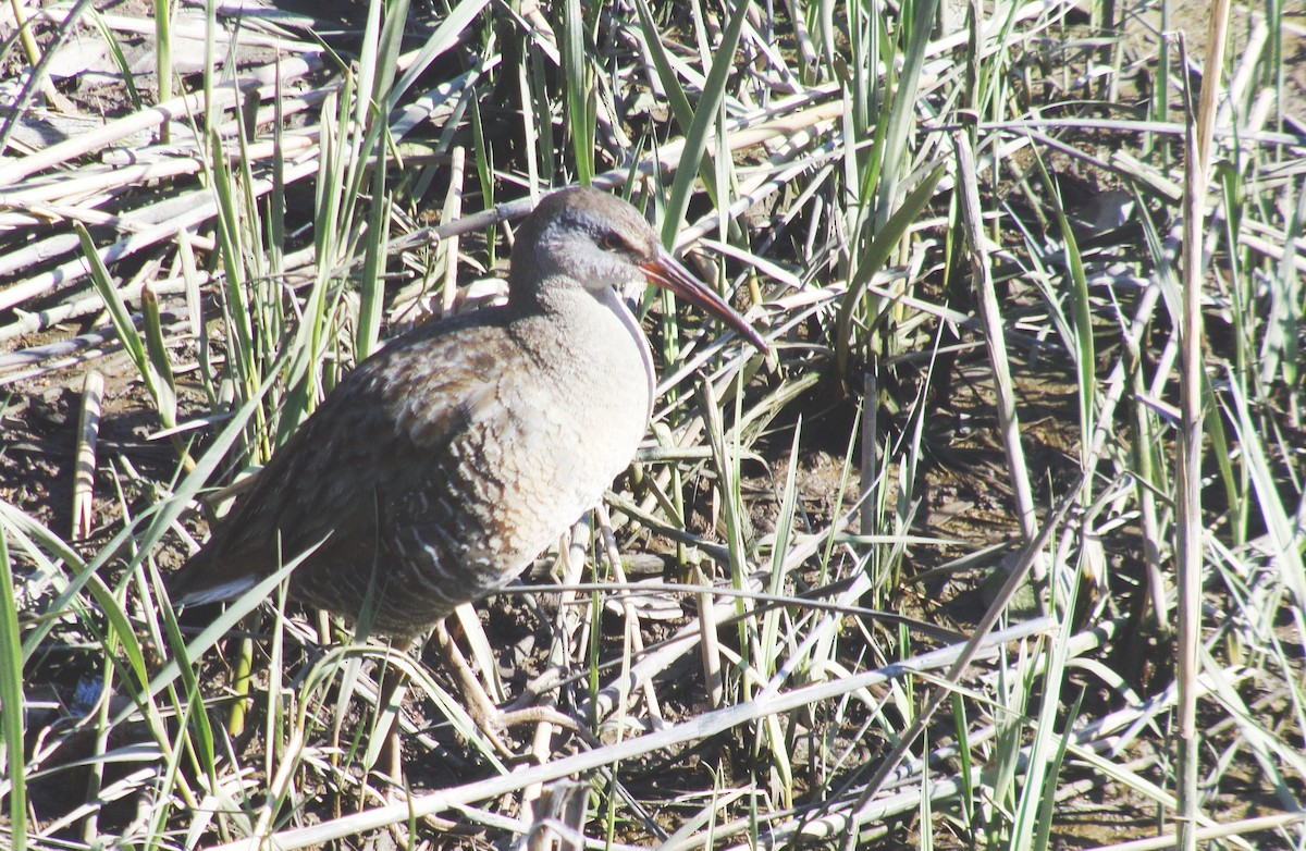 Clapper Rail - ML617943330