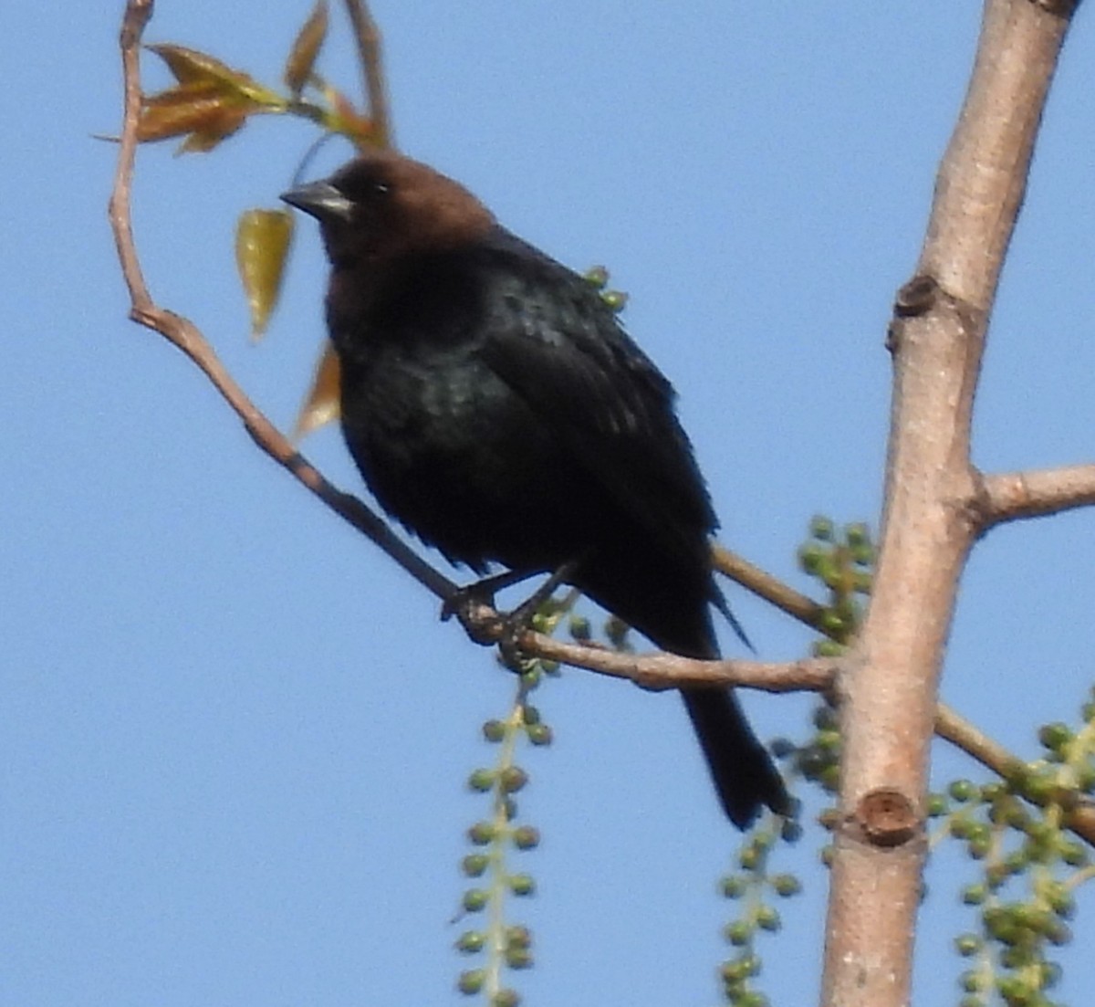 Brown-headed Cowbird - ML617943338