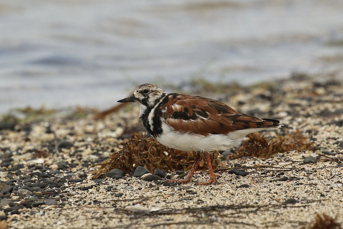 Ruddy Turnstone - Russ Morgan