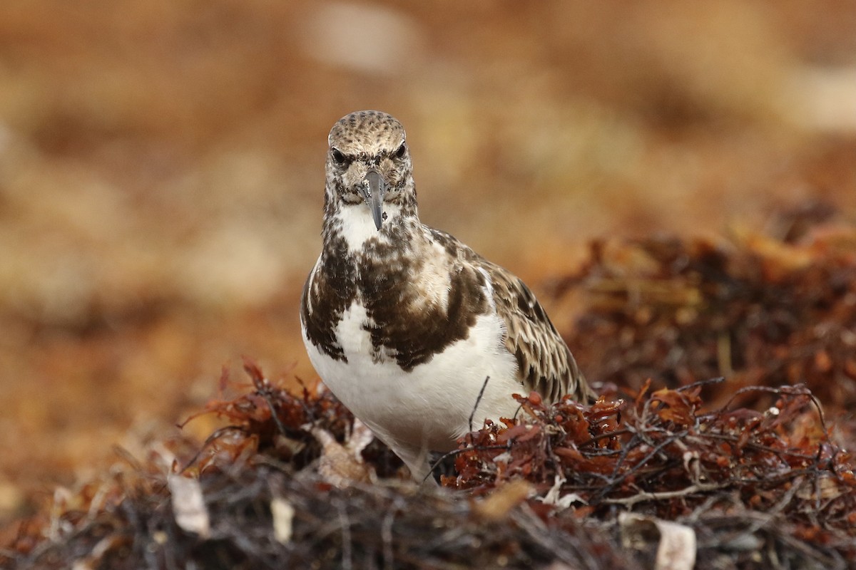 Ruddy Turnstone - ML617943365