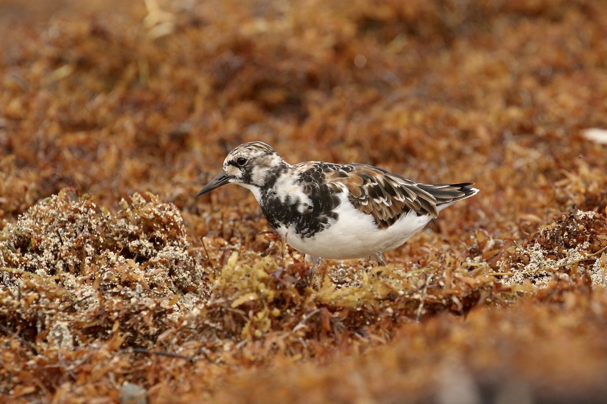 Ruddy Turnstone - ML617943366