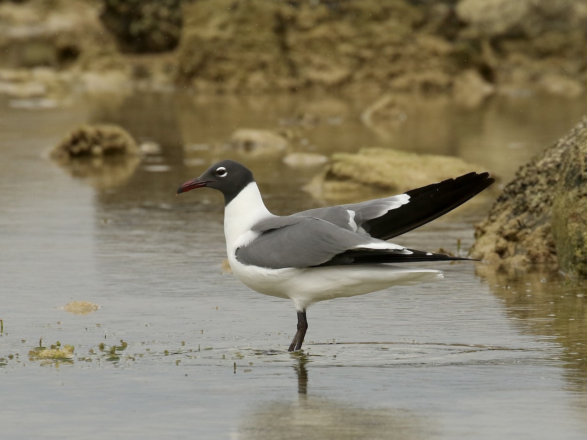 Laughing Gull - ML617943408