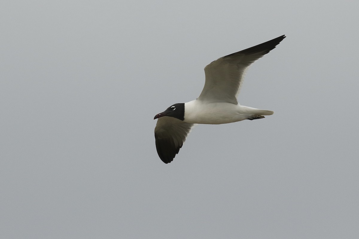 Laughing Gull - Russ Morgan