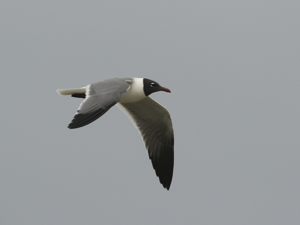 Laughing Gull - ML617943410