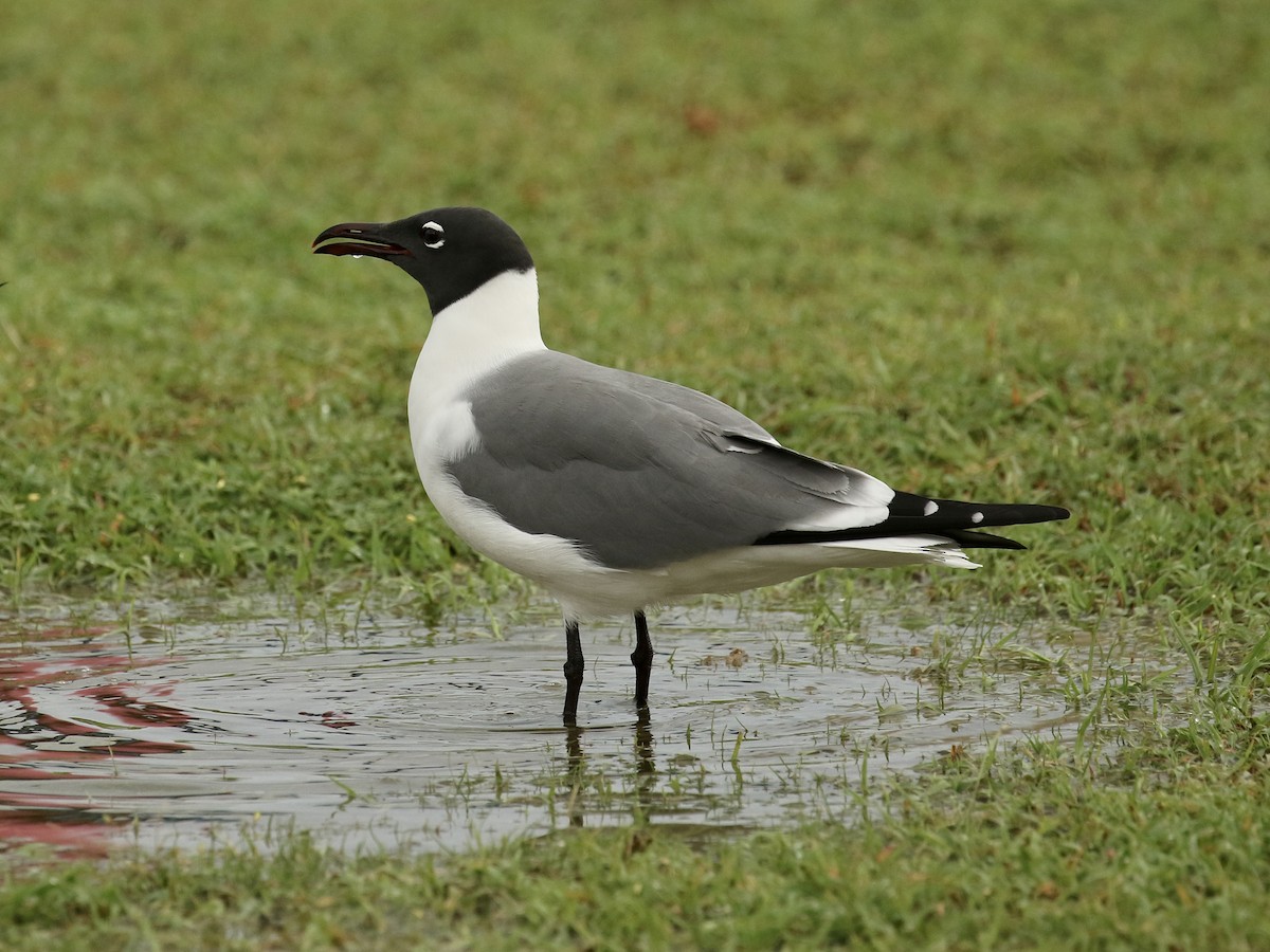 Laughing Gull - ML617943412