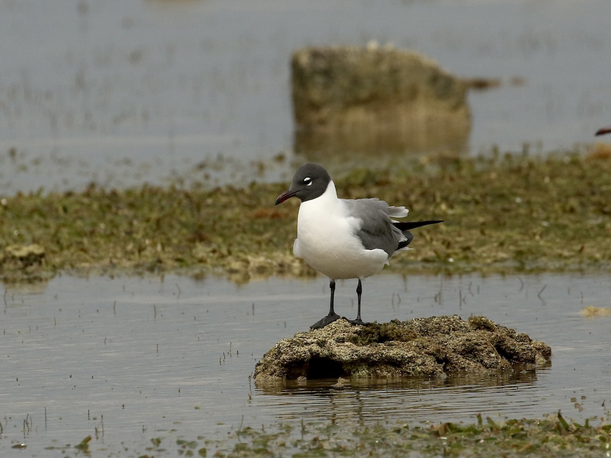 Laughing Gull - Russ Morgan