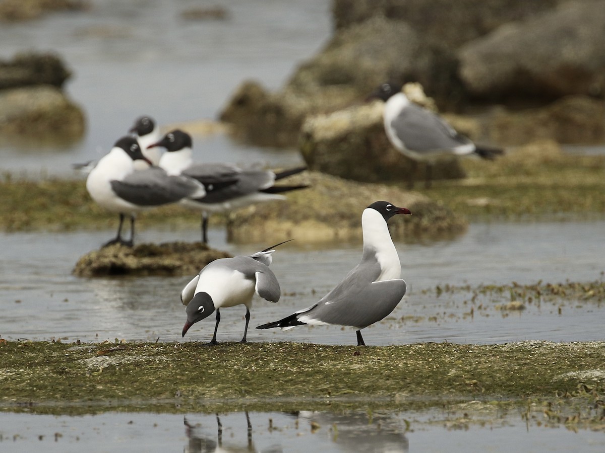 Laughing Gull - ML617943414