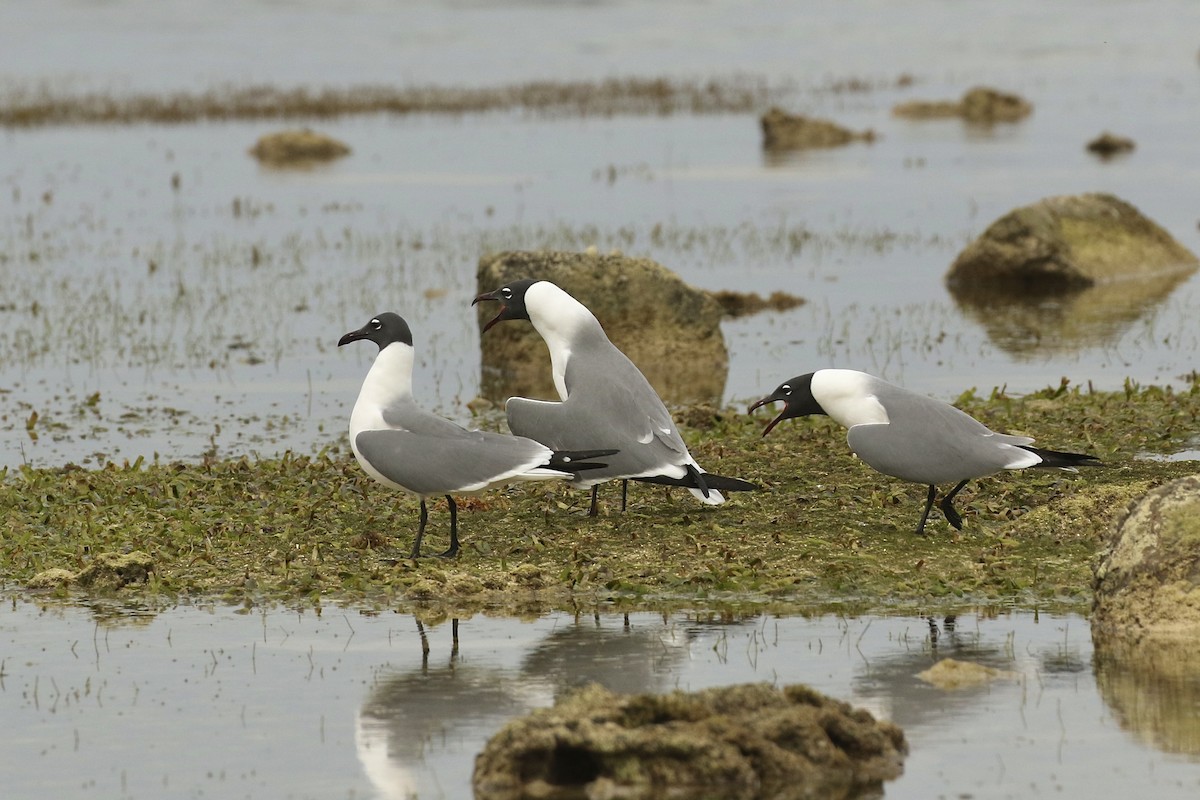 Laughing Gull - Russ Morgan