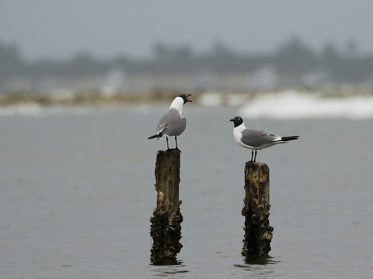 Laughing Gull - ML617943416