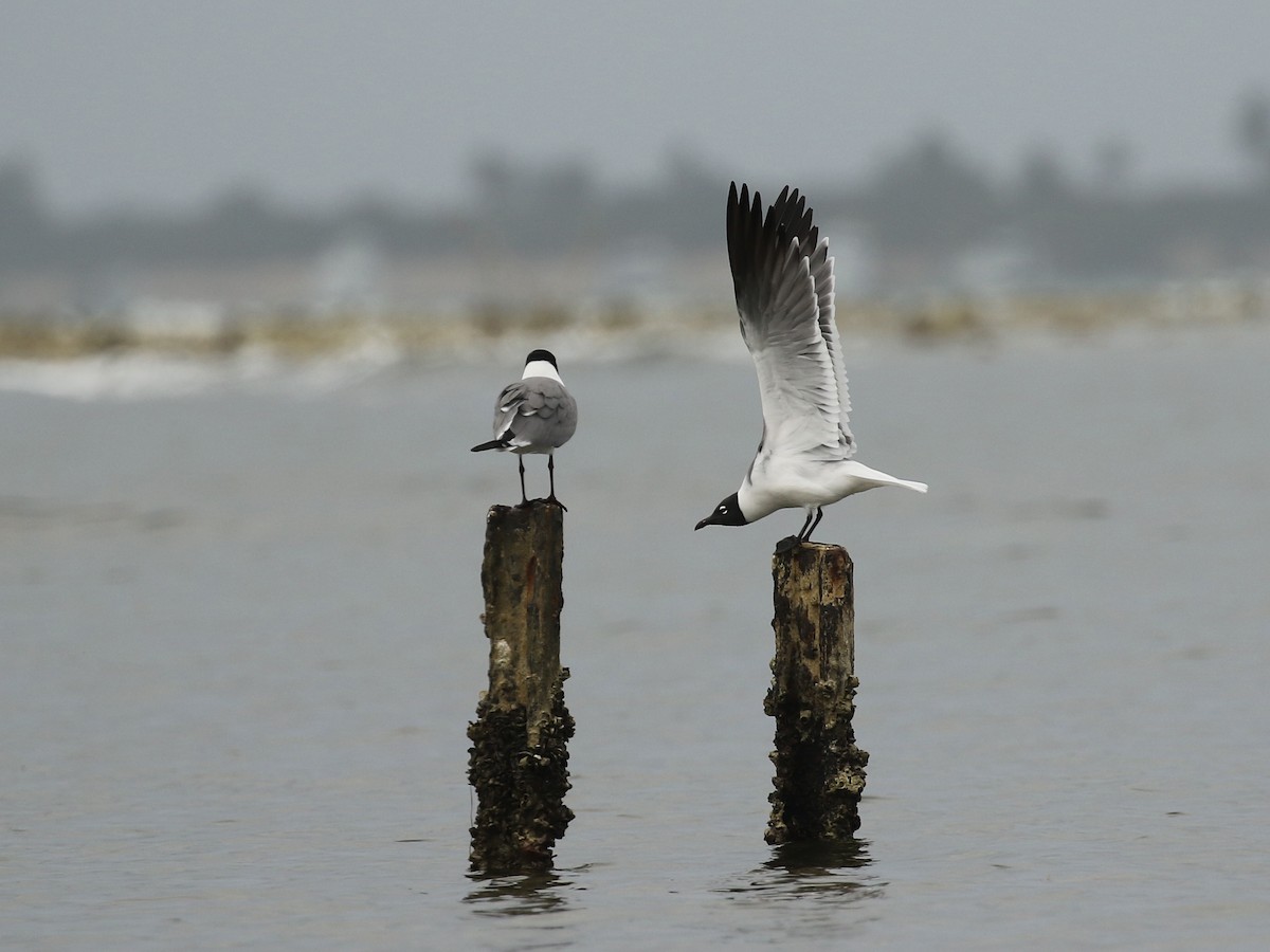 Laughing Gull - ML617943418