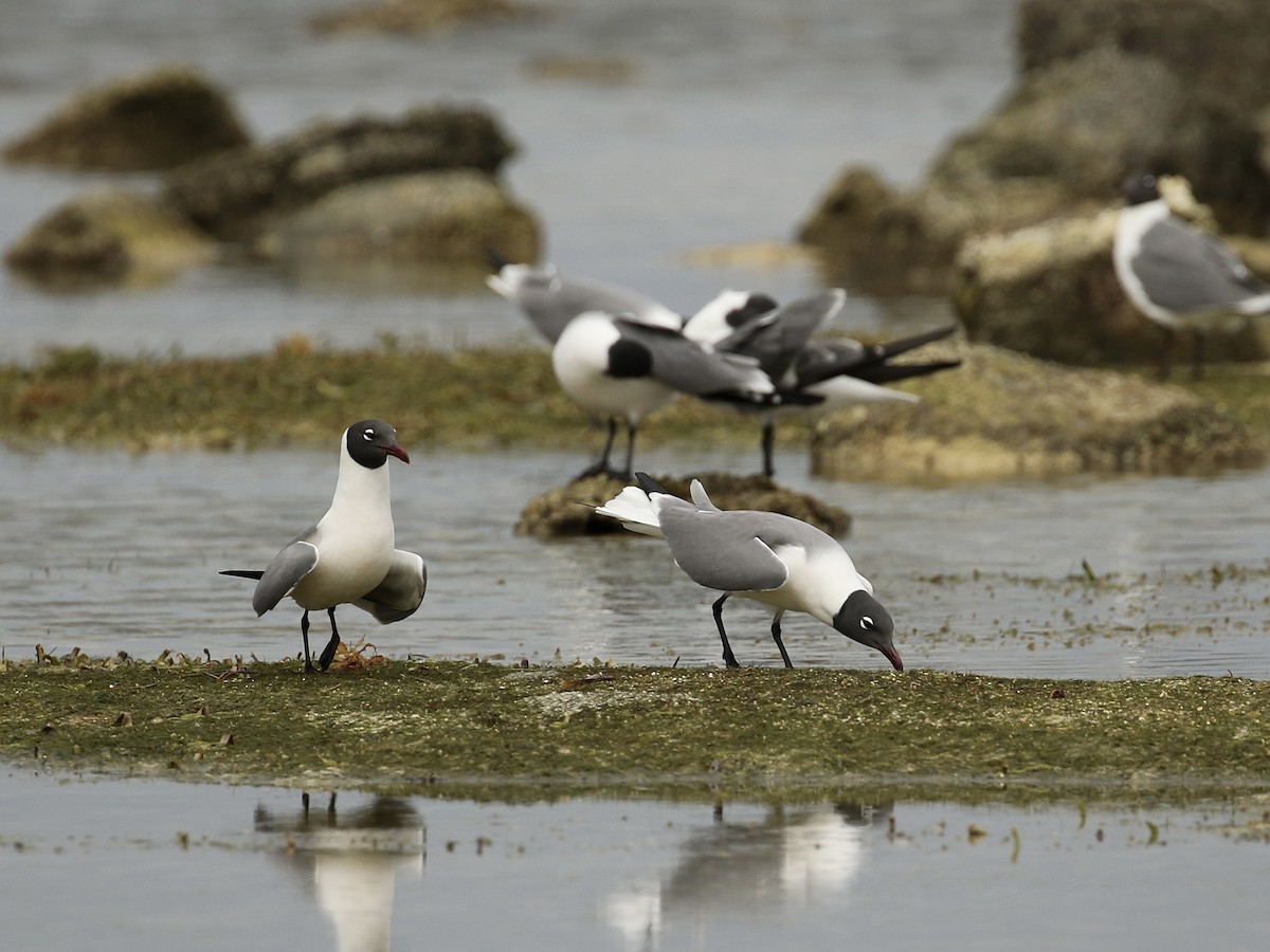 Laughing Gull - Russ Morgan