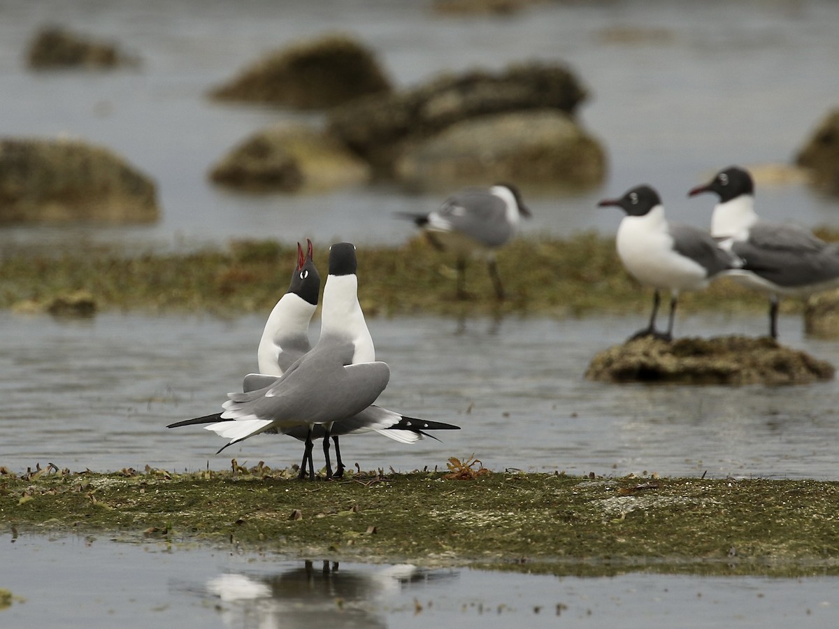 Laughing Gull - ML617943420