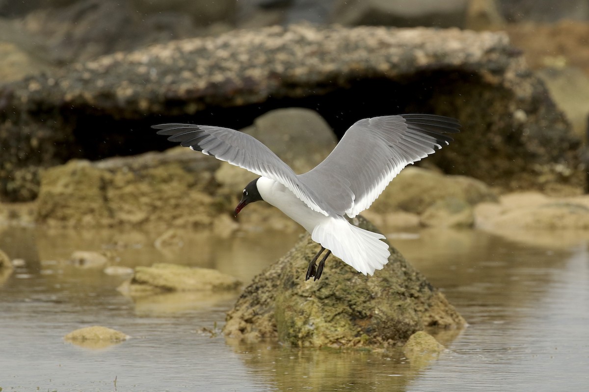 Laughing Gull - Russ Morgan