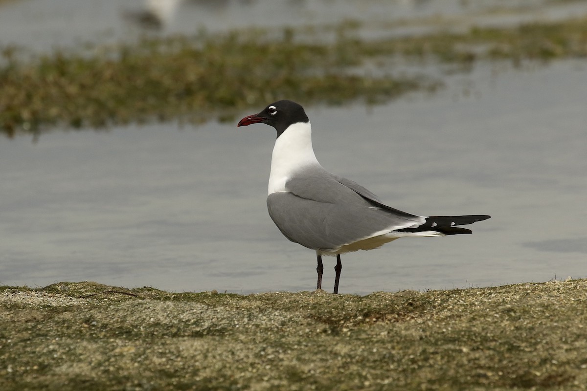 Laughing Gull - ML617943422