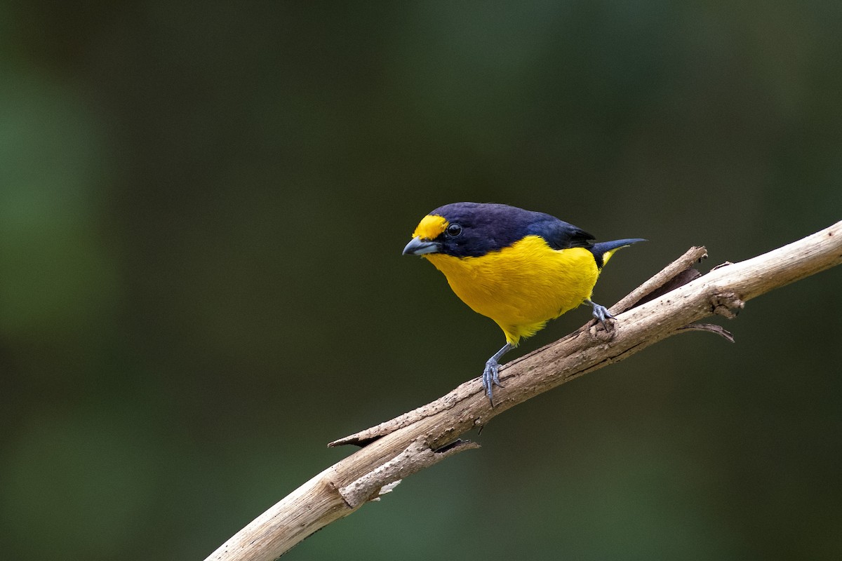 Violaceous Euphonia - ML617943448