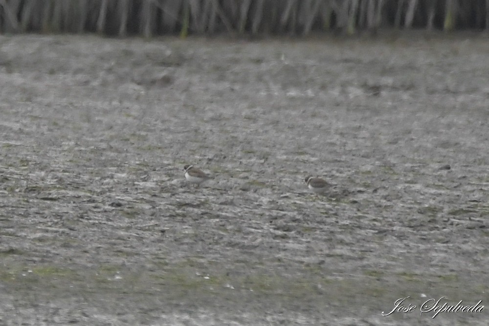 Semipalmated Plover - ML617943469