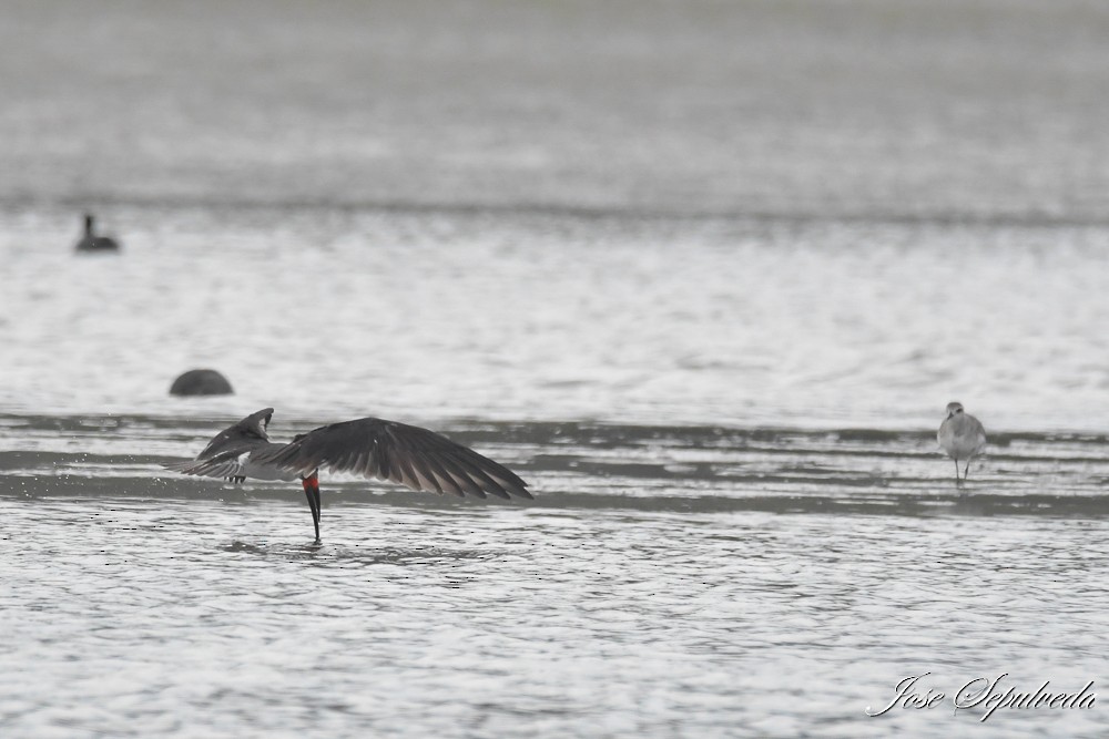 Black Skimmer - ML617943500