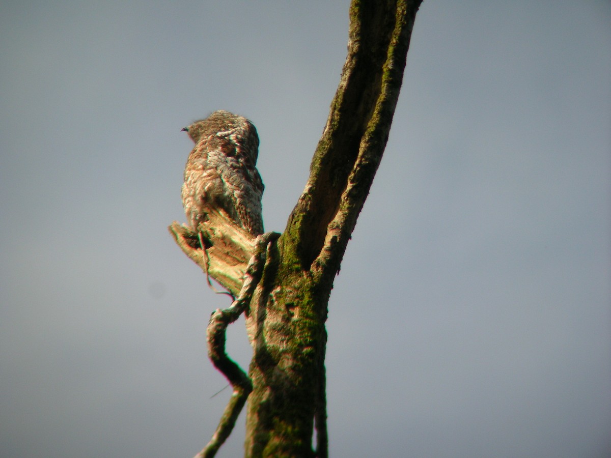 Great Potoo - ML617943501