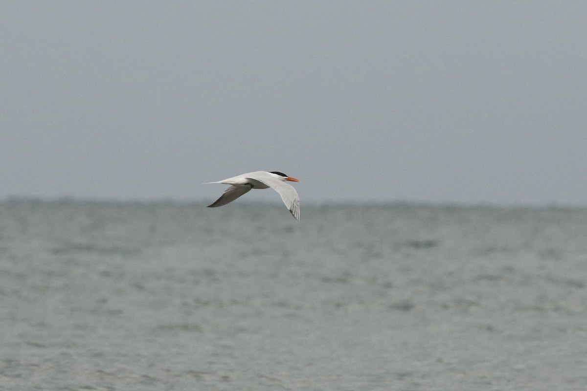 Royal Tern - ML617943510