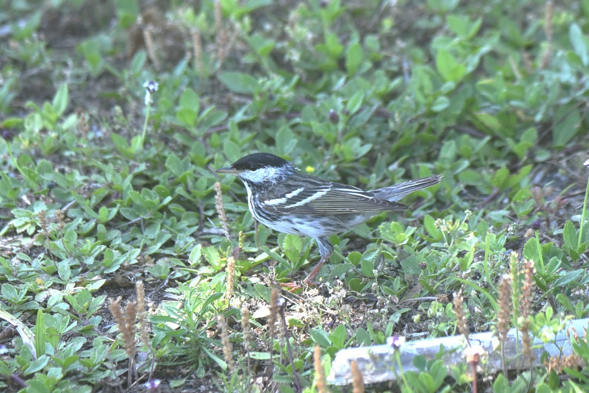 Blackpoll Warbler - John Swenfurth