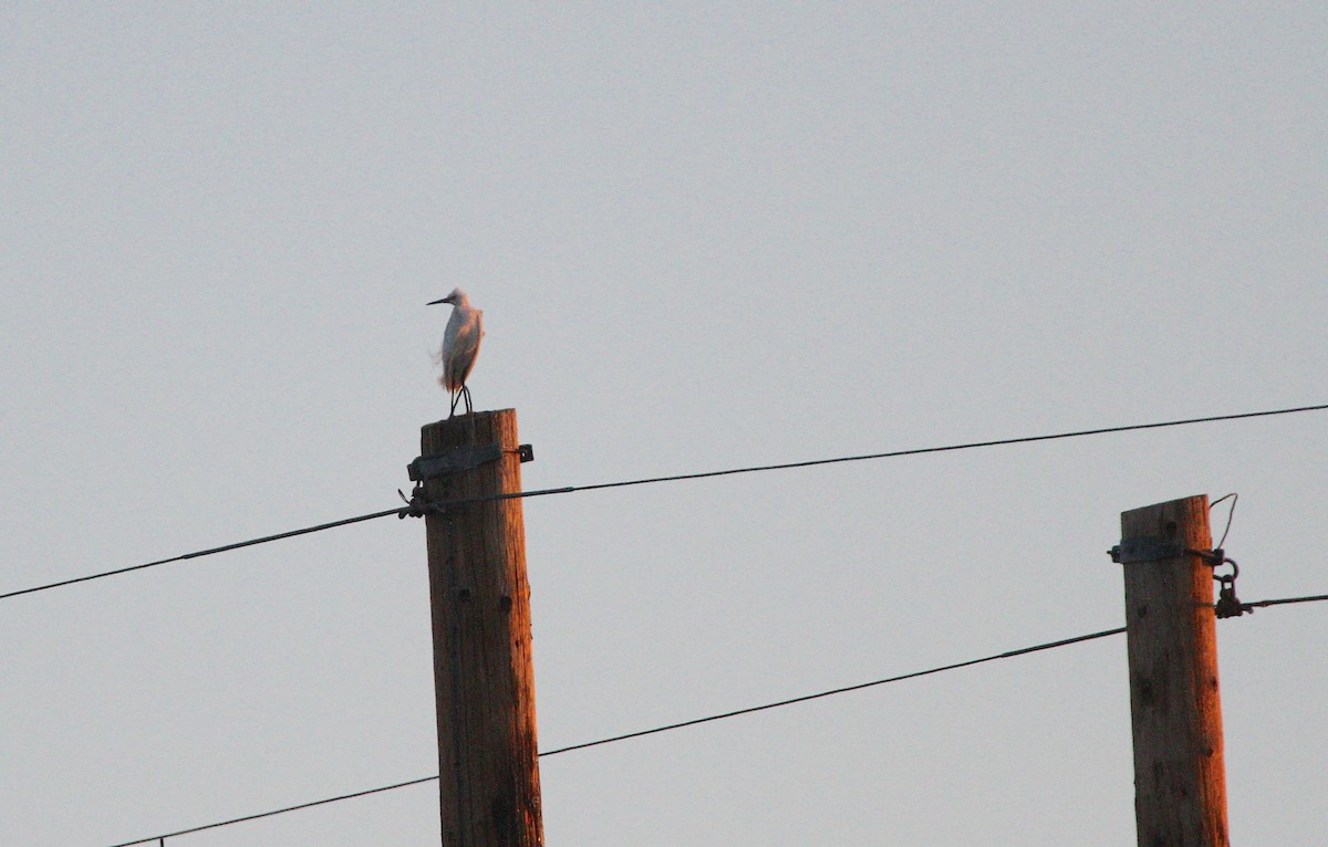 Snowy Egret - ML617943534