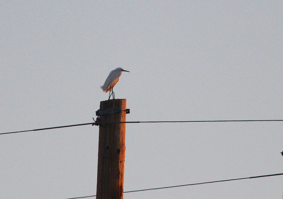 Snowy Egret - ML617943535