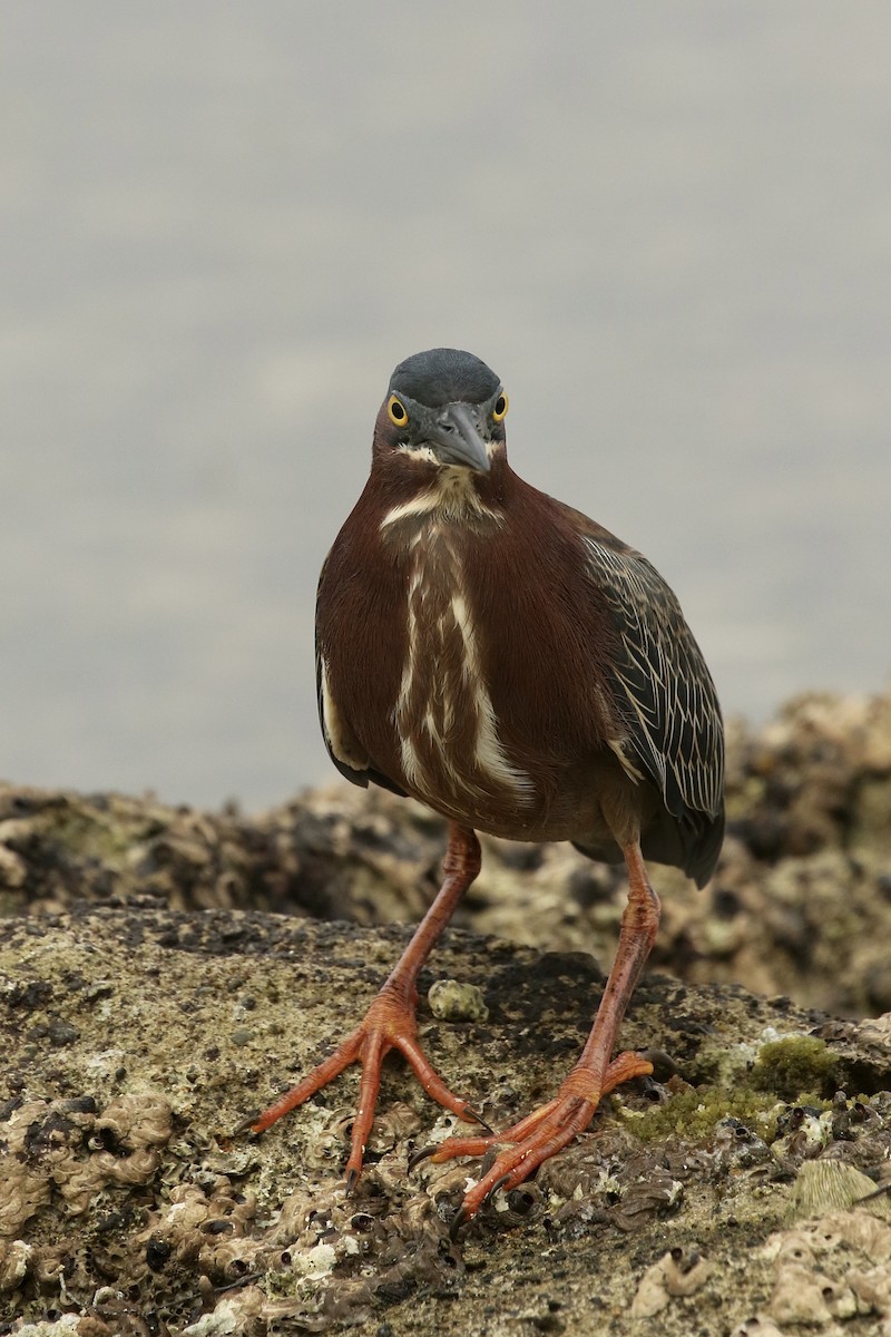 Green Heron - ML617943542