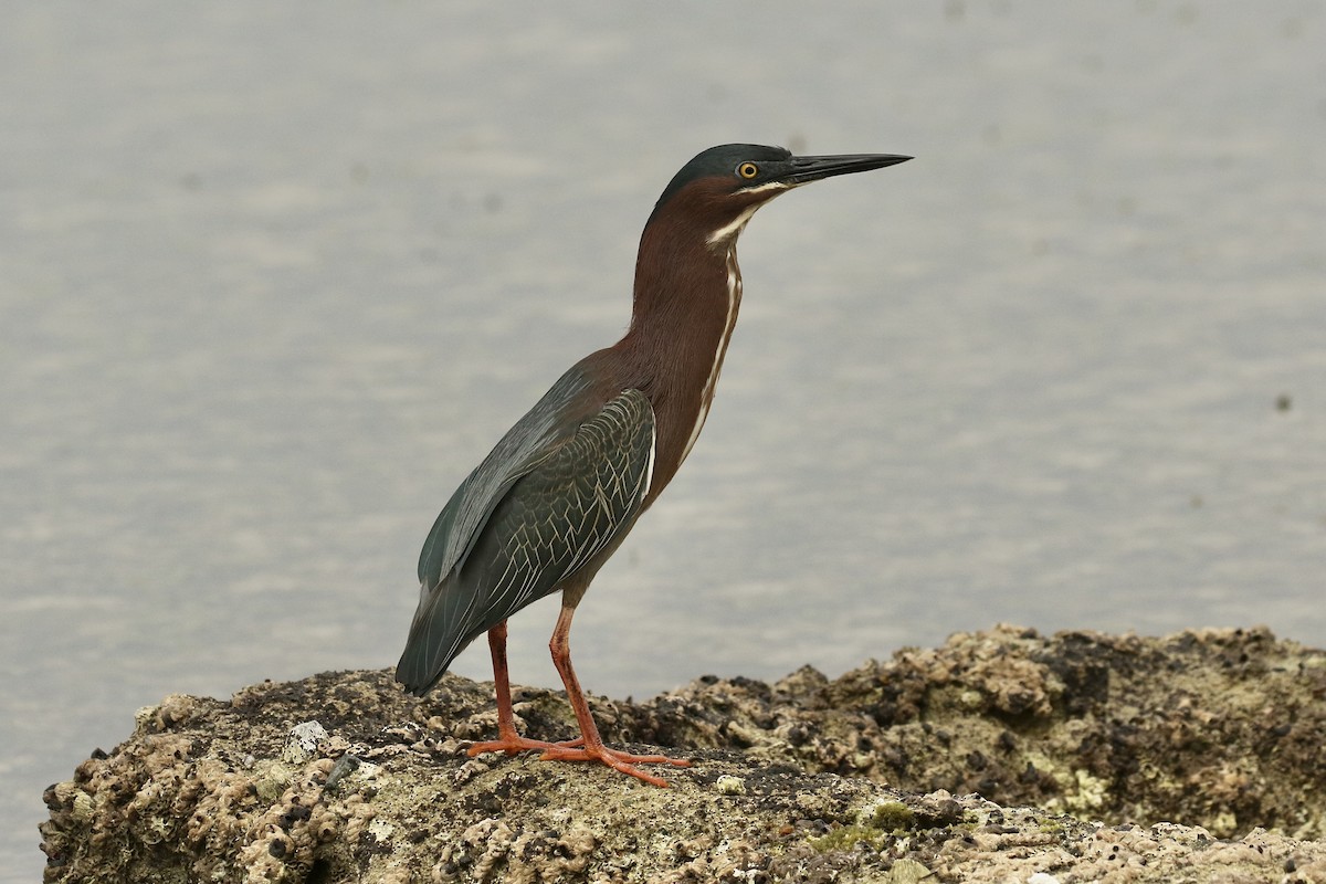 Green Heron - Russ Morgan