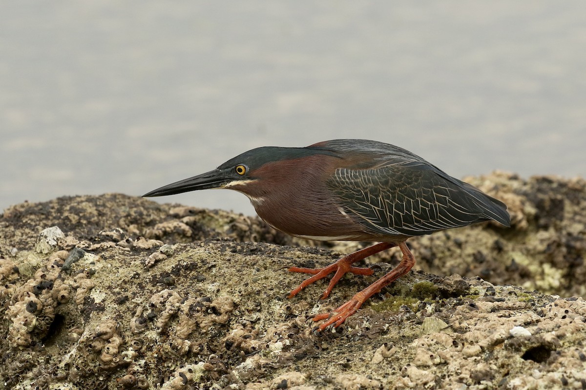 Green Heron - ML617943544