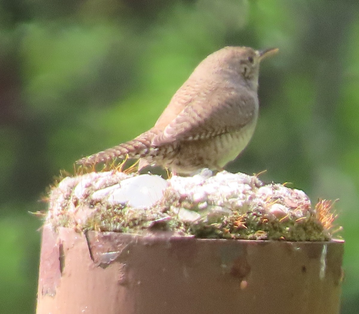 House Wren - ML617943550