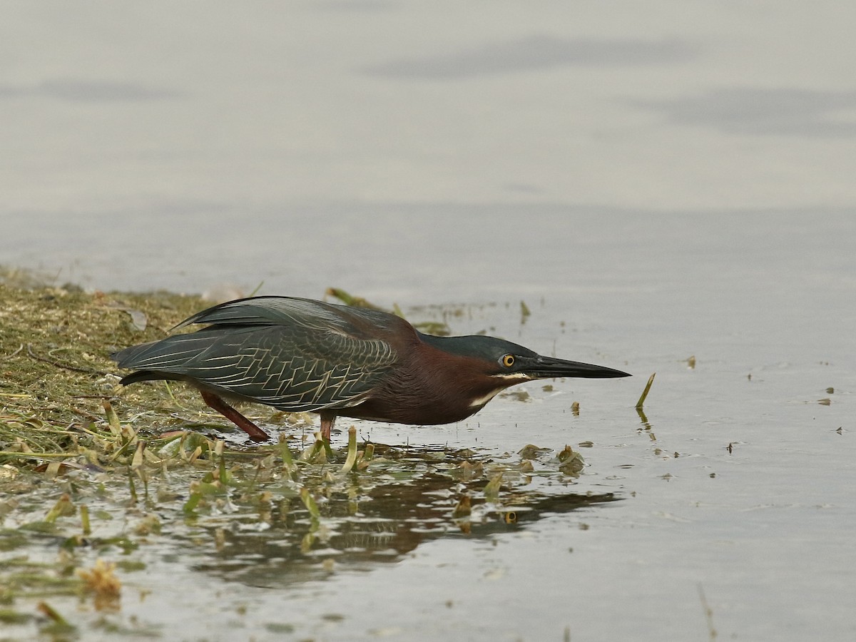 Green Heron - ML617943559