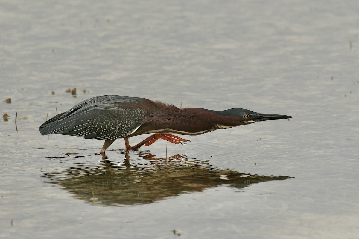 Green Heron - ML617943560