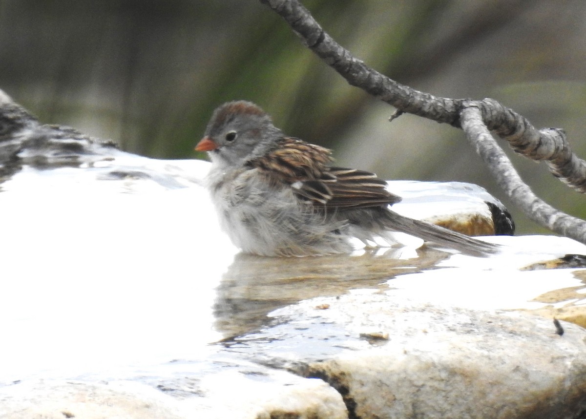 Field Sparrow - ML617943578