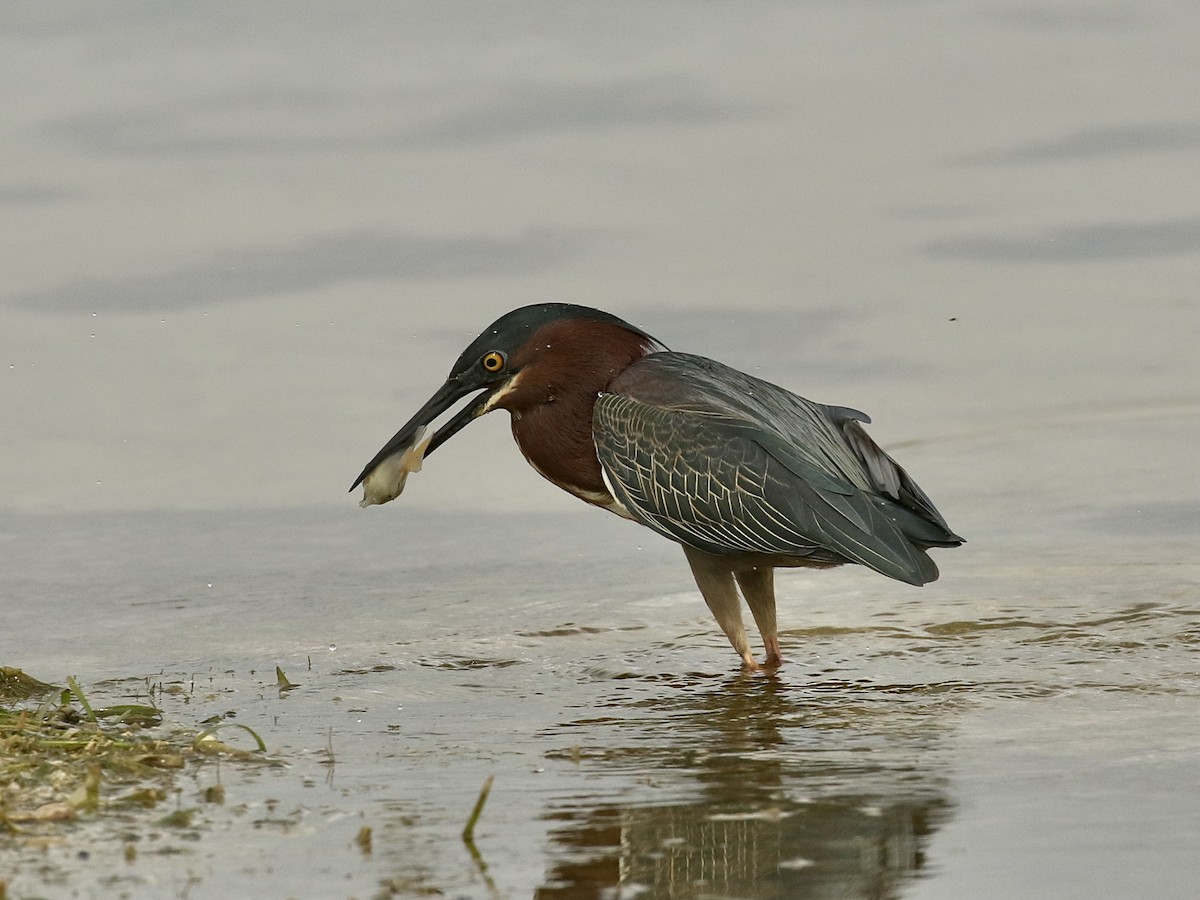 Green Heron - ML617943582