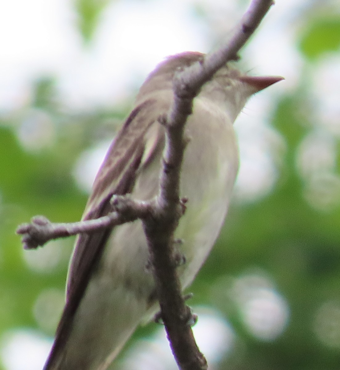 Western Wood-Pewee - ML617943621