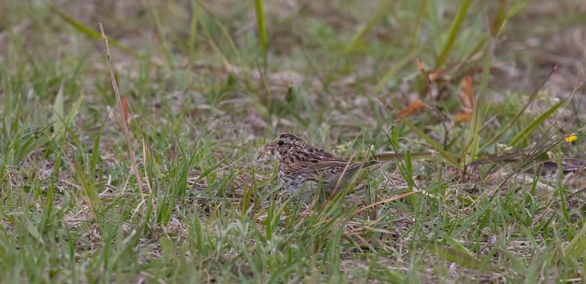 Savannah Sparrow - Cristina Avila