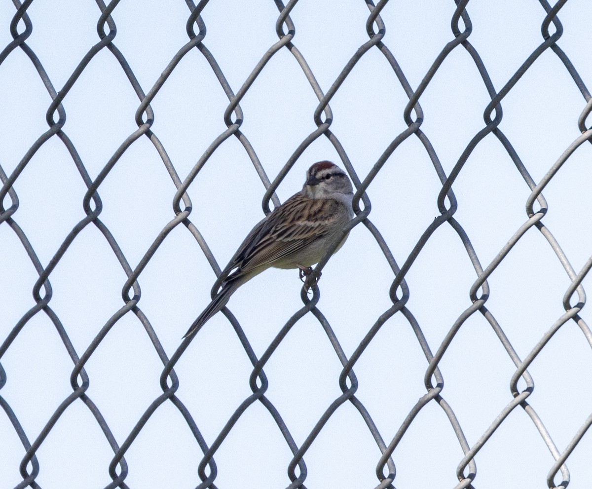 Chipping Sparrow - ML617943689